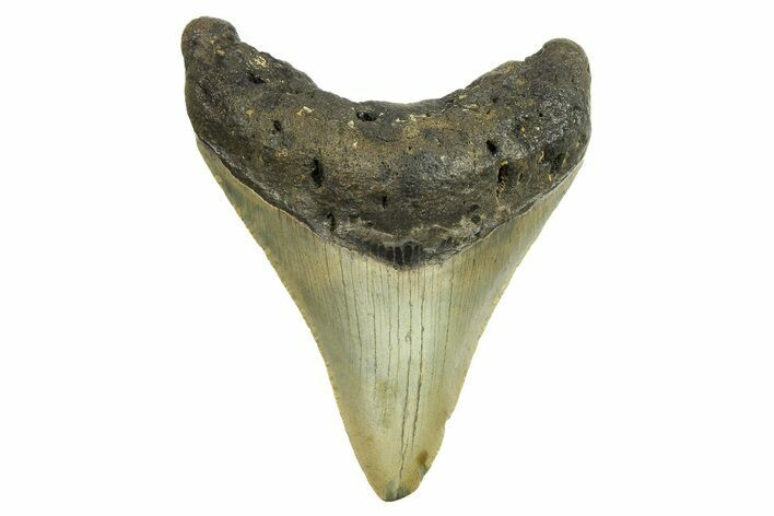 Fossil Megalodon Tooth - North Carolina #298848